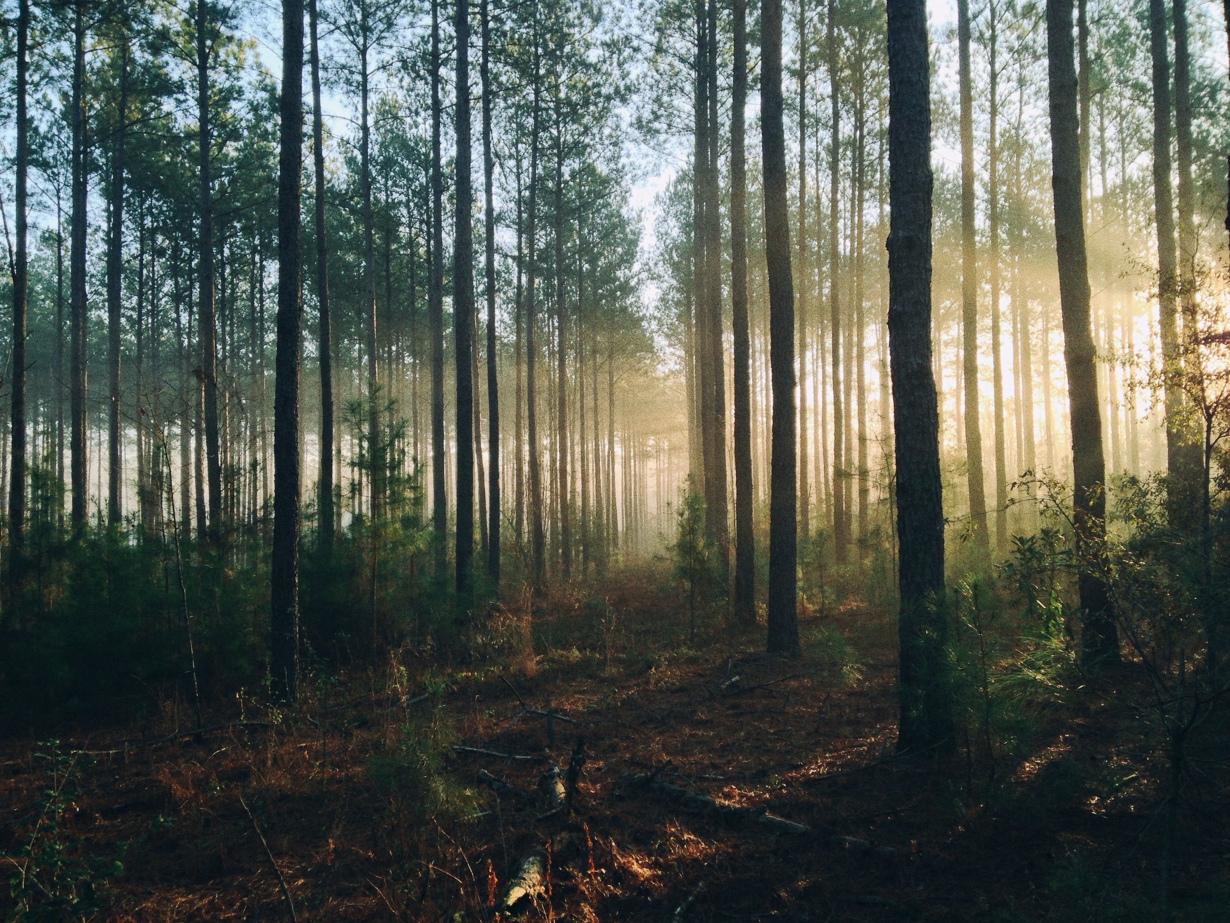 Sunlit Pine Forest